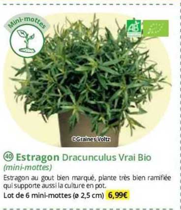 estragon dracunculus vrai bio (mini-mottes)