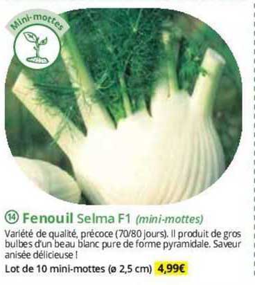 fenouil selma f1 (mini-mottes)