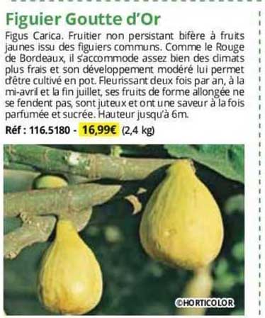 figuier goutte d'or