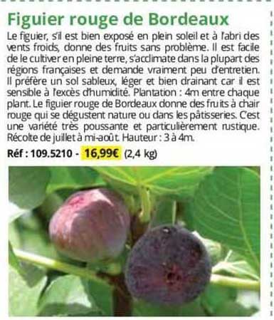figuier rouge de bordeaux