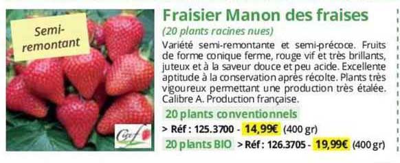 Fraisier Manon Des Fraises
