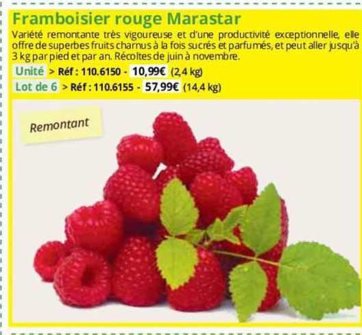 framboisier rouge marastar
