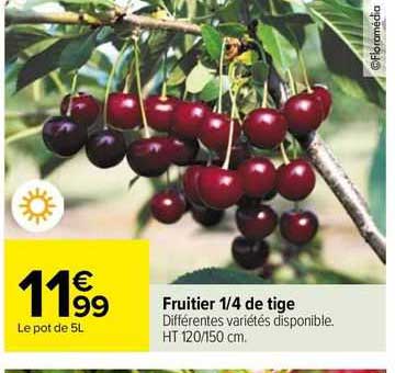 fruitier 1/4 de tige