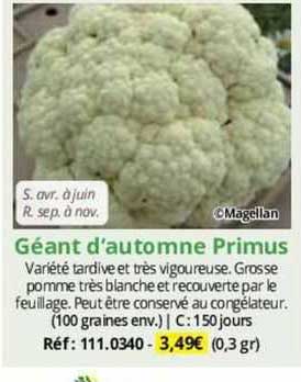 géant d'automne primus