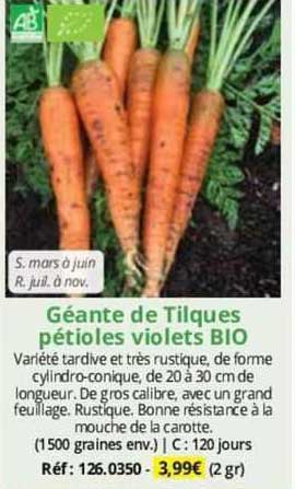 géante de tilques pétioles violets bio