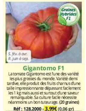 gigantomo F1
