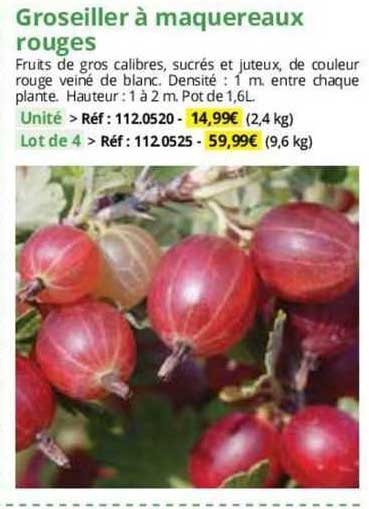 groseillier à maquereaux rouges