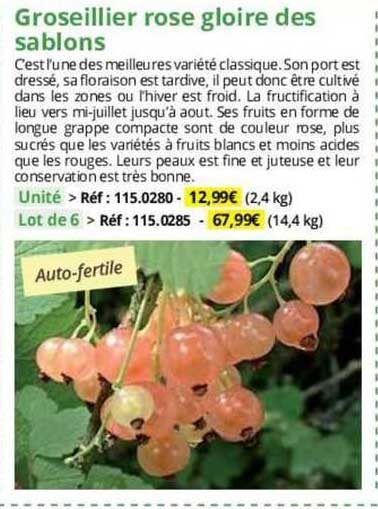 groseillier rose gloire des sablons