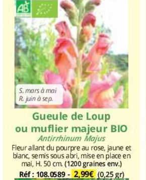 gueule de loup ou muflier majeur bio