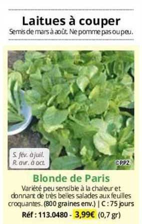 laitues à couper blonde de paris