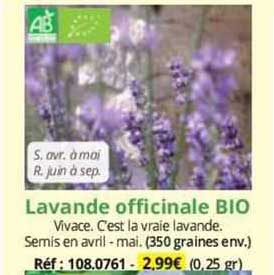 lavande officinale bio