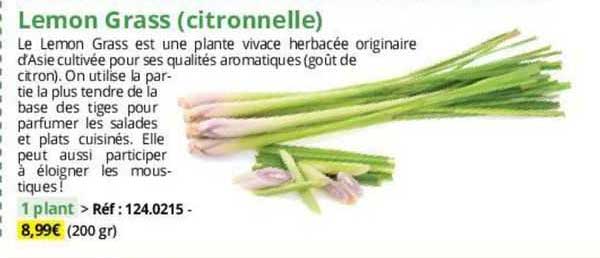 lemon grass (citronnelle)
