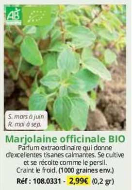 marjolaine officinale bio