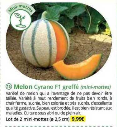 Melon Cyrano F1 Greffé (mini-mottes)