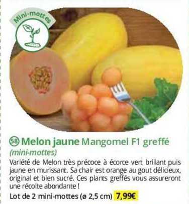melon jaune mangomel f1 greffé (mini-mottes)