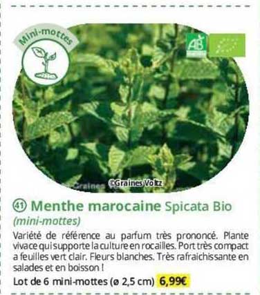 menthe marocaine spicata bio (mini-mottes)