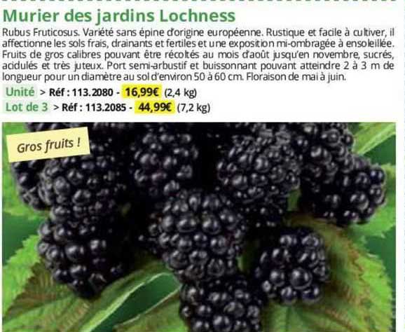 mûrier des jardins lochness