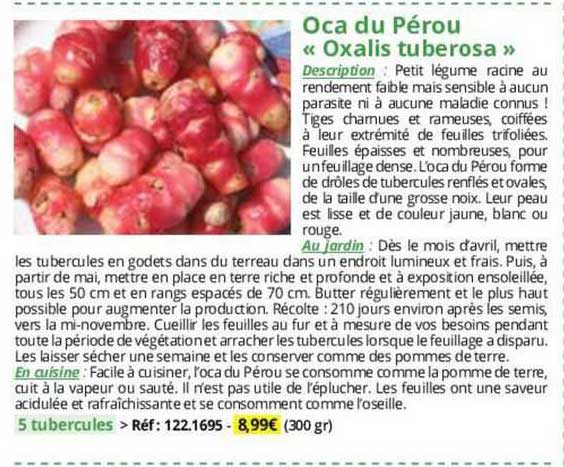 Oca Du Pérou «oxalis Tuberosa»