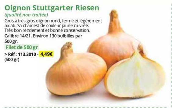 oignon stuttgarter riesen