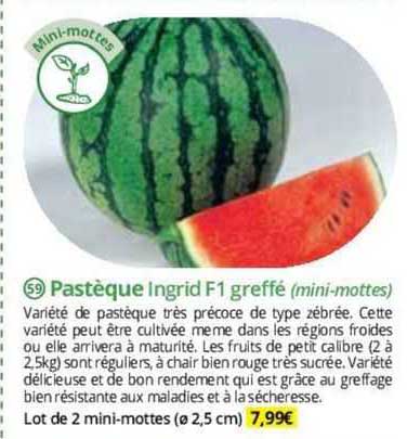 pastèque ingrid f1 greffé (mini-mottes)