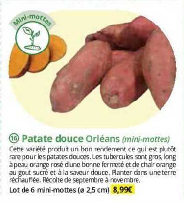 patate douce orléans (mini-mottes)