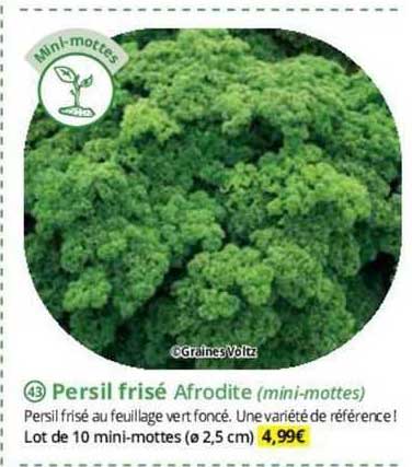 persil frisé afrodite (mini-mottes)