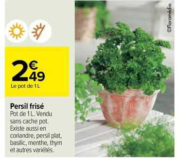 persil frisé