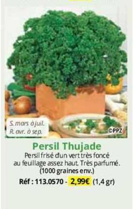 Persil Thujade