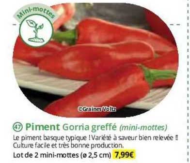 piment gorria greffé (mini-mottes)