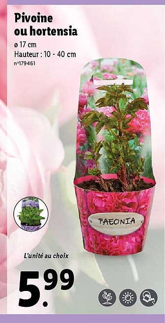 Pivoine Ou Hortensia