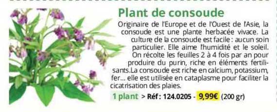 plant de consoude
