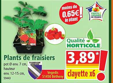 plants de fraisiers