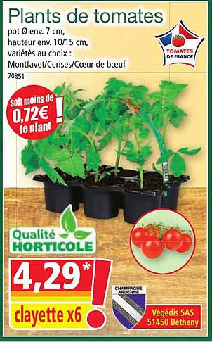 plants de tomates