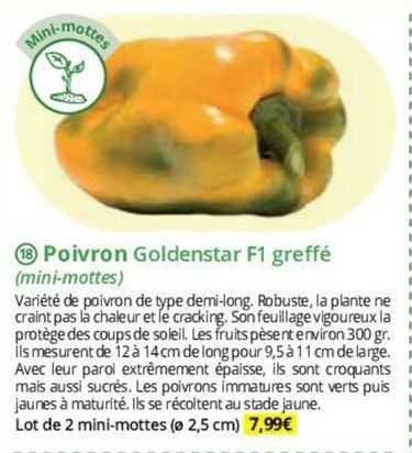 poivron goldenstar f1 greffé (mini-mottes)