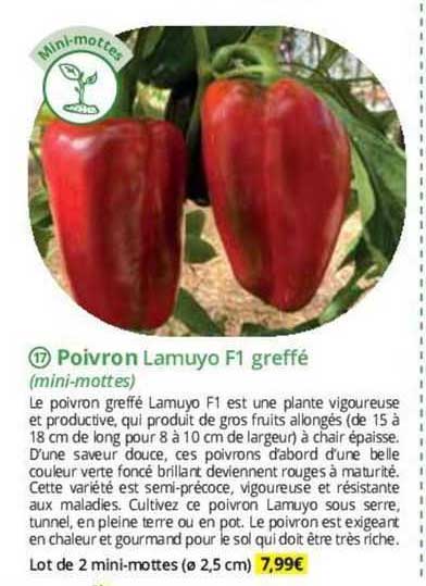 poivron lamuyo f1 greffé (mini-mottes)