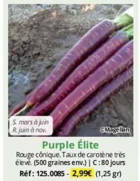 purple élite