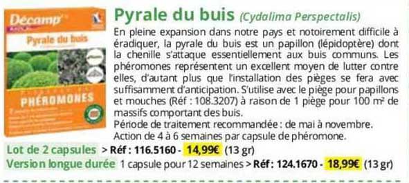 pyrale du buis (cydalima perspectalis)