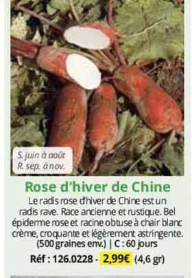 rose d'hiver de chine