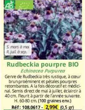 rudbeckia pourpre bio