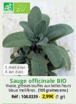 sauge officinale bio