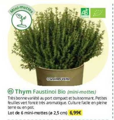 thym faustinoi bio (mini-mottes)