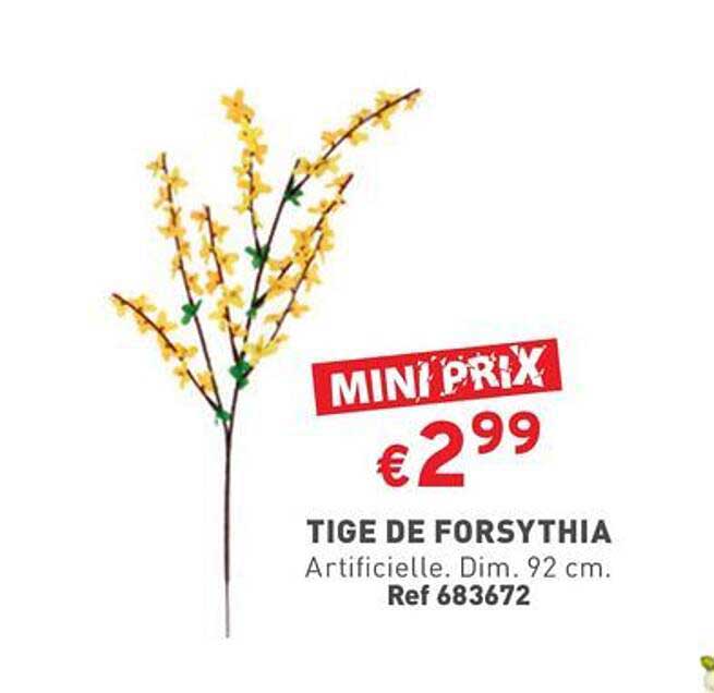 tige de forsythia