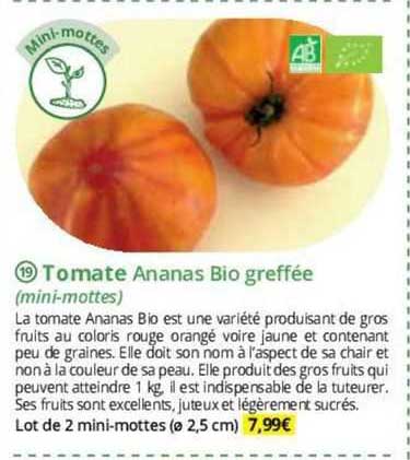 tomate ananas bio greffée (mini-mottes)