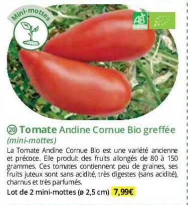 tomate andine cornue bio greffée (mini-mottes)