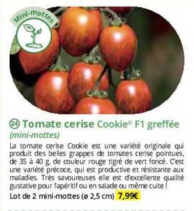 Tomate Cerise Cookie F1 Greffée (mini-mottes)