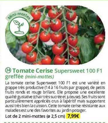 tomate cerise supersweet 100 f1 greffée (mini-mottes)