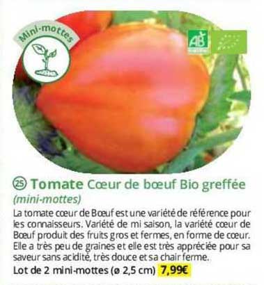 tomate cœur de bœuf bio greffée (mini-mottes)