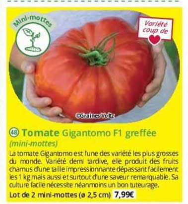 tomate gigantomo f1 greffée (mini-mottes)