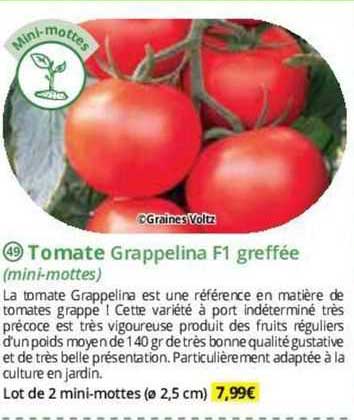 tomate grappelina f1 greffée (mini-mottes)