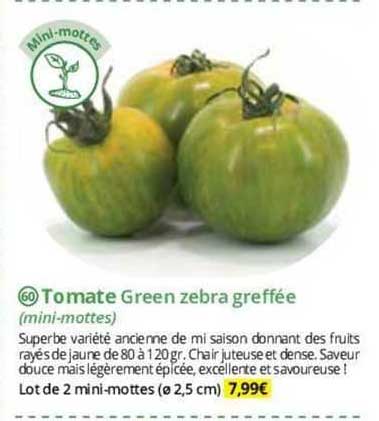 Tomate Green Zebra Greffée (mini-mottes)